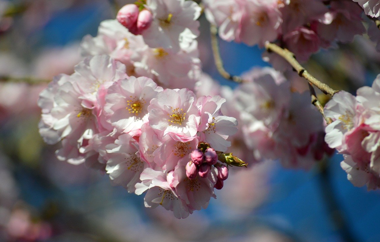 桜開花